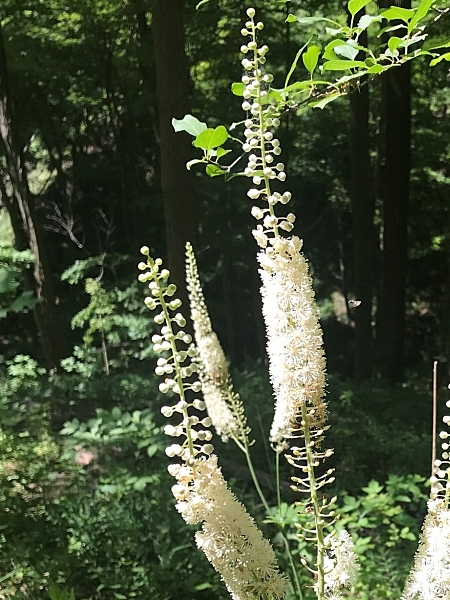 Image of Actaea racemosa