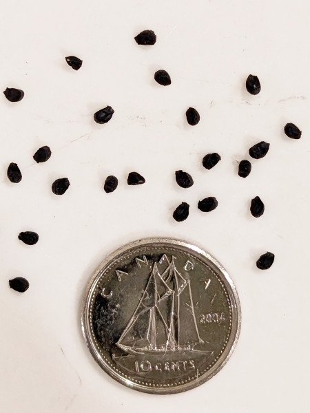 Image of Allium stellatum