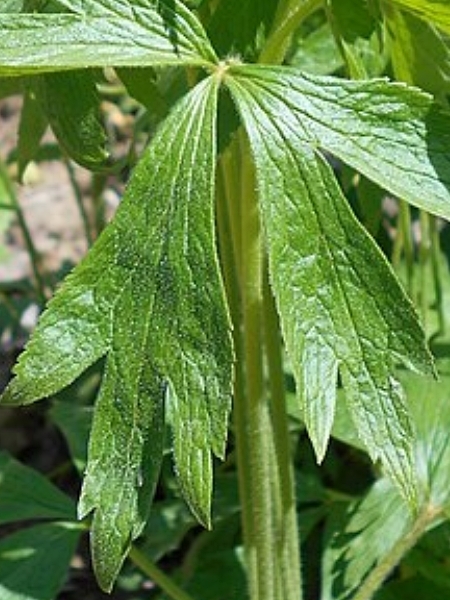 Image of Anemone cylindrica