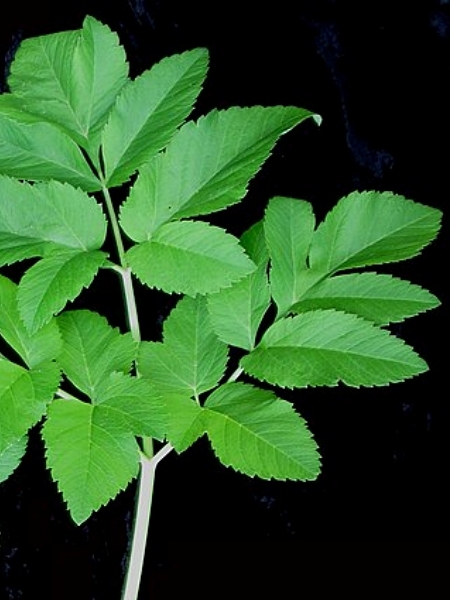 Image of Angelica atropurpurea