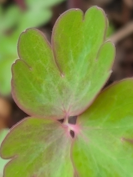 Image of Aquilegia canadensis