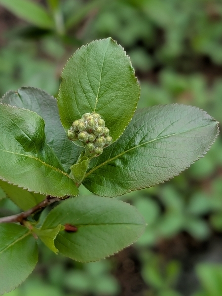 Image of Aronia melanocarpa