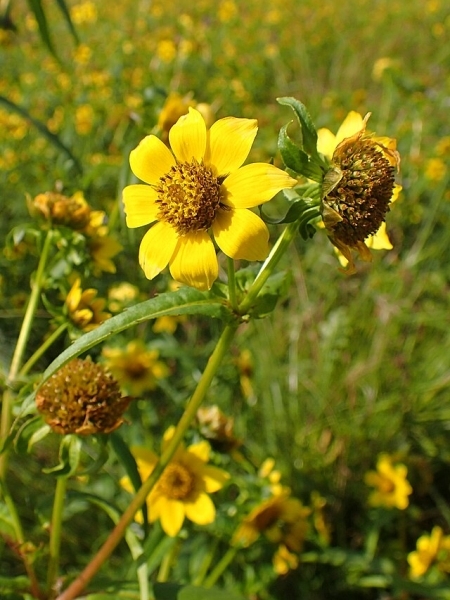Image of Bidens cernua