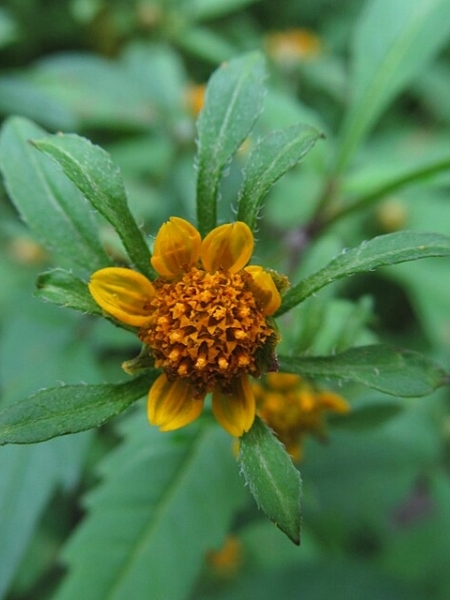 Image of Bidens frondosa