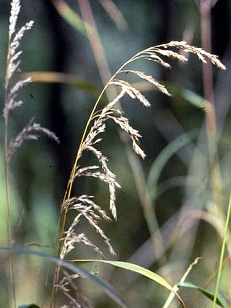 Image of Cinna arundinacea