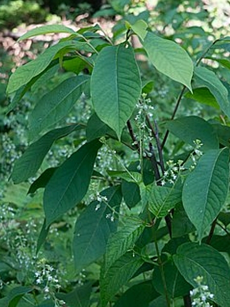 Image of Circaea canadensis