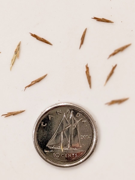 Image of Cyperus strigosus