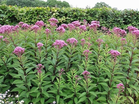 Image of Eutrochium purpureum
