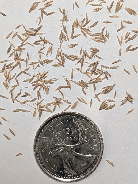 Image of Koeleria macrantha