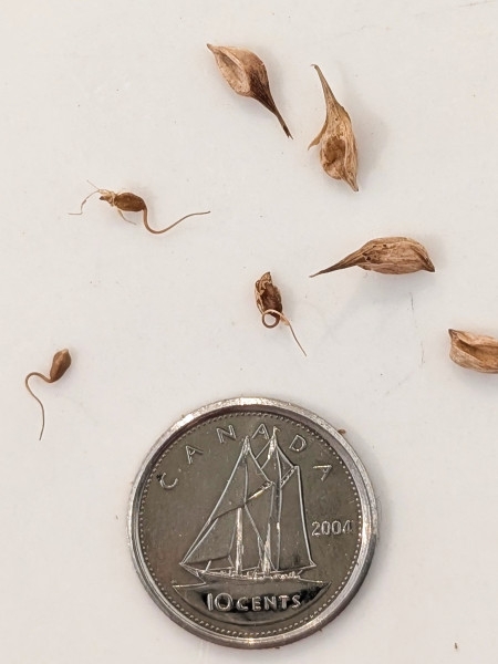 Image of Carex retrorsa