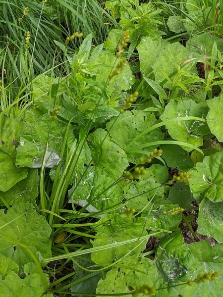 Image of Carex projecta
