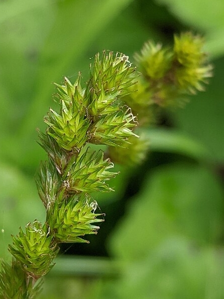 Image of Carex projecta